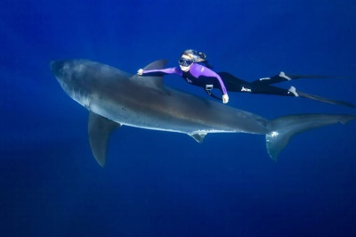 £££ The woman who swims with sharks-1743579.jpg