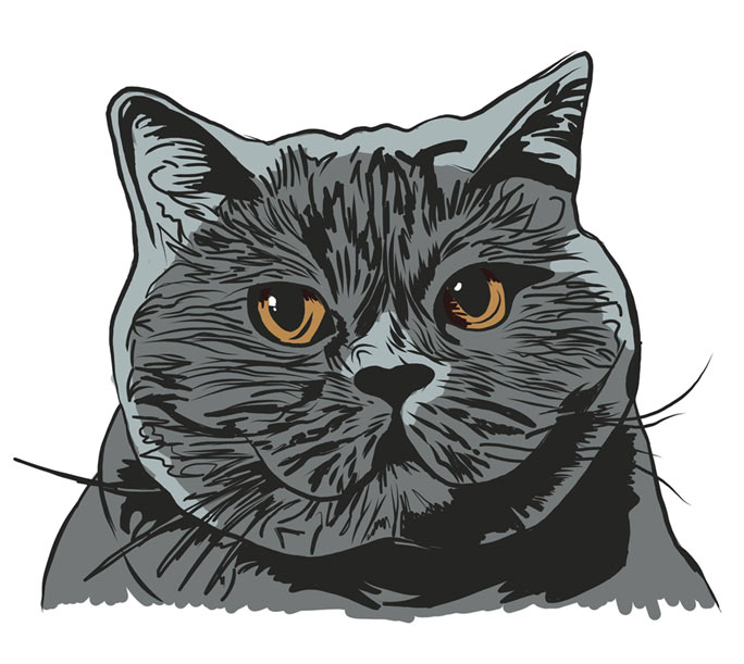 catdrawing1.jpg