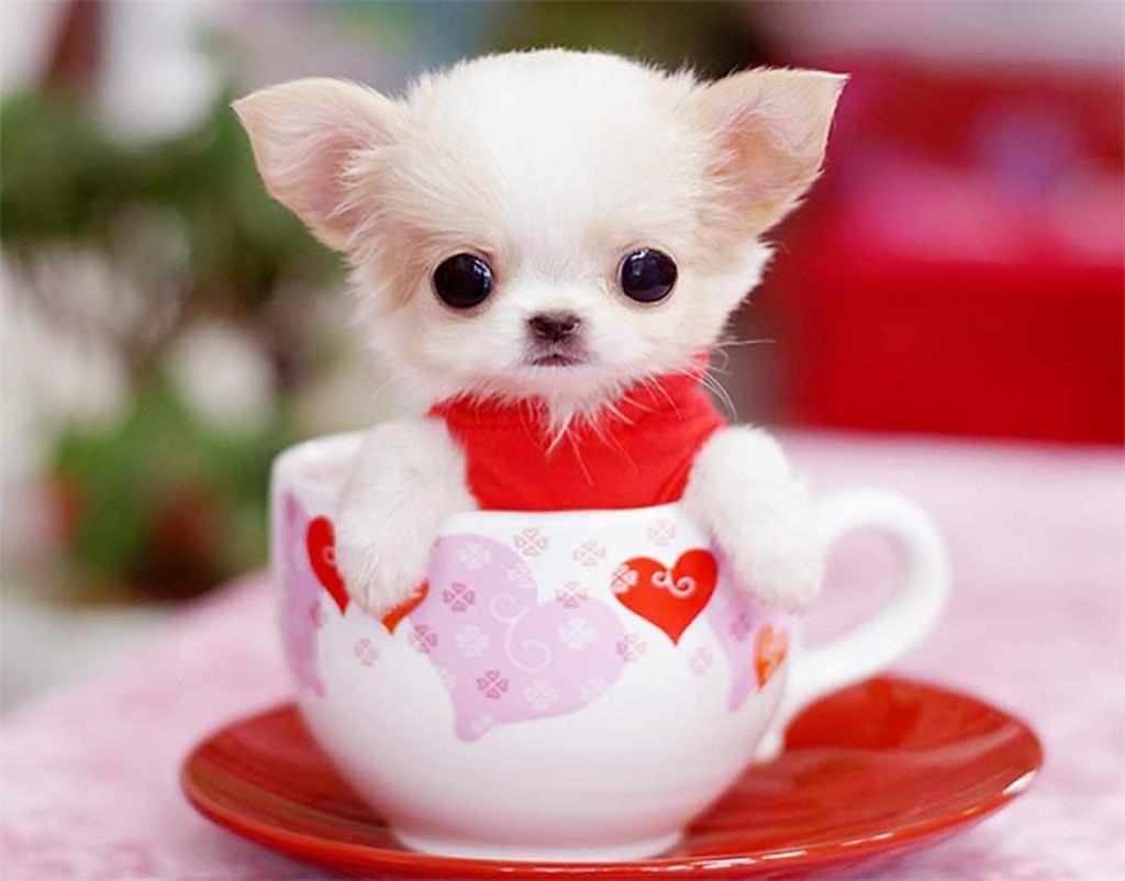 Cute-Teacup-Puppy.jpg
