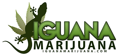 IGUANAMARIJUANA3.png