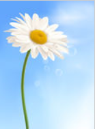 margherita 1.PNG