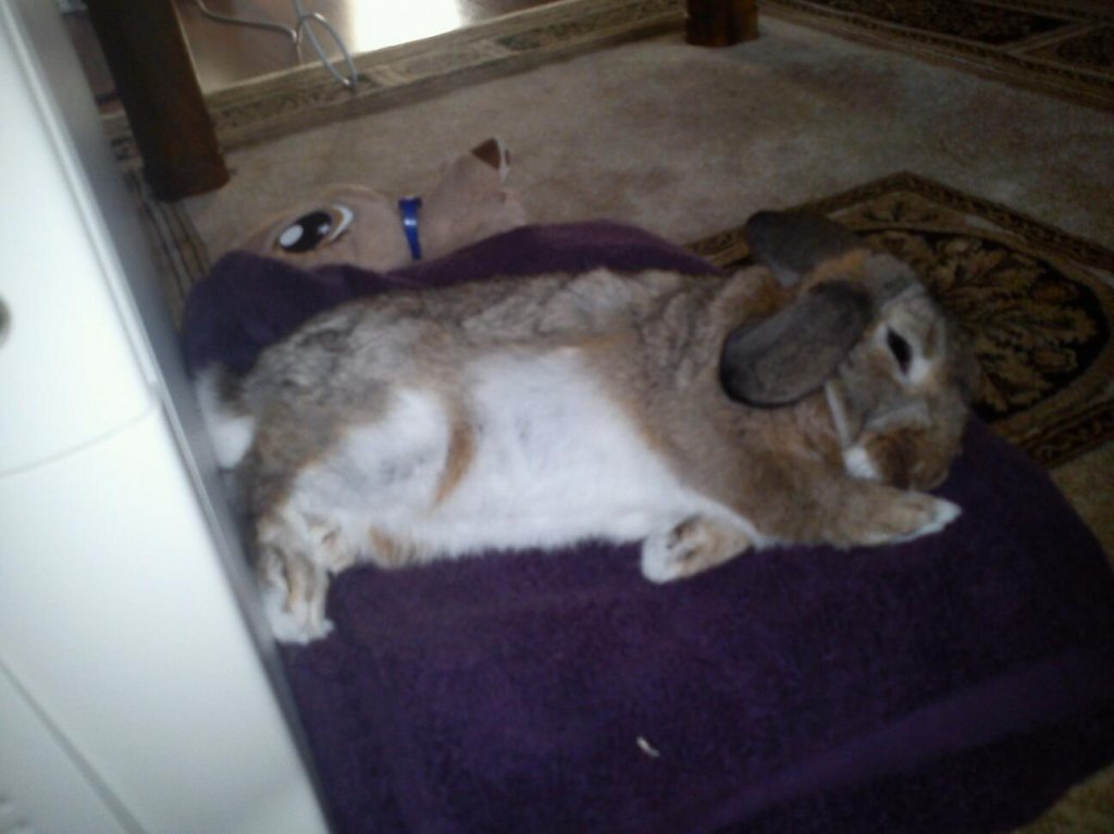 rabbit.jpg