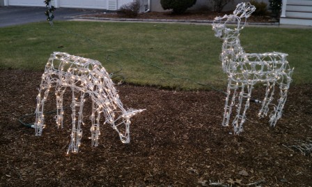 reindeer compressed.jpg