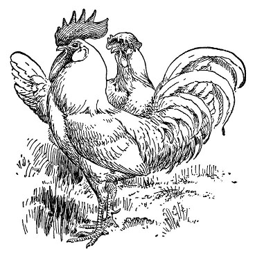 rooster-and-hen-bw.jpg