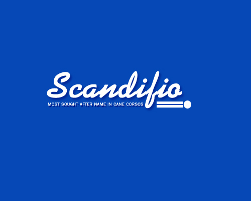 scandifio.jpg