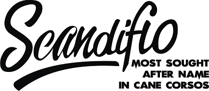 scandifio.png