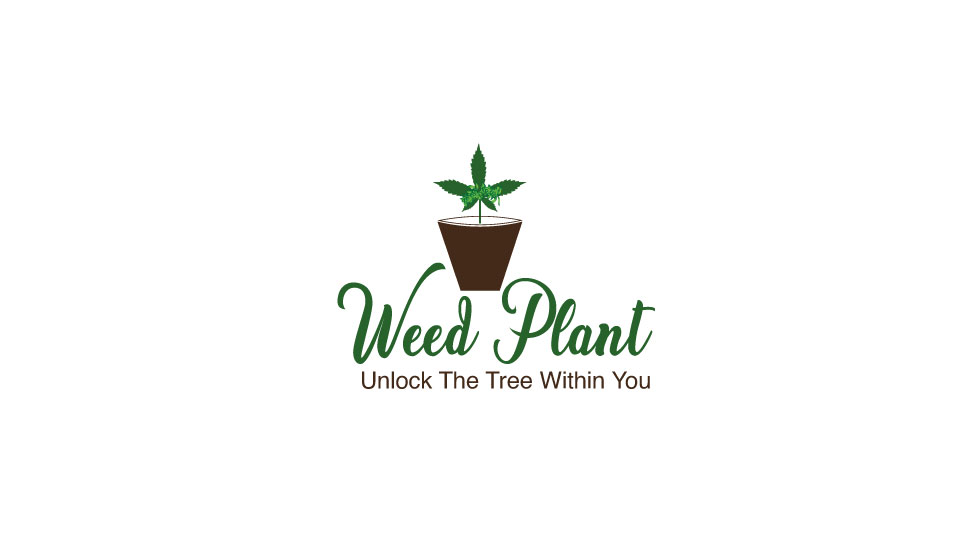 weed-plant.jpg